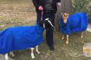 Someone lost a pair of Snuggie-clad goats, but it's OK because they were found