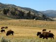 A tourist was injured after approaching a bison at Yellowstone just days after the park reopened