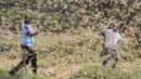 'Unprecedented' locust swarm devastating several countries in Africa fueled by multiple weather factors