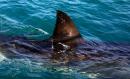Man loses foot, another seriously injured in shark attack while snorkeling in Australia