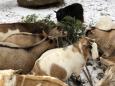 After the holidays, your Christmas trees can be a gift to goats