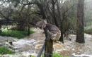 Rain douses some Australian bush fires but flash floods now threaten wildlife