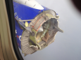 A Southwest jet suffered an eerily similar engine failure in 2016 (LUV)