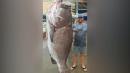 Man caught a 350-pound fish believed to be at least 50 years old