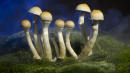 Will California Become The First State To Decriminalize Psychedelic Mushrooms?