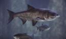 Invasive Asian carp found near Great Lakes beyond electrified barrier