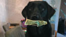 Dog Hoards Money So She Can Pay For Treats Herself