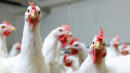 Animal Welfare Groups Slam Proposal To Speed Up Poultry Plant Lines