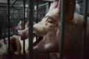 China unveils plan to boost pork production