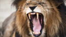 Lions Kill And Eat Suspected Poacher