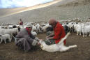 India-China Himalayan standoff deadly for cashmere herds