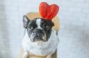 The top Valentine's Day gifts for your pets on Amazon
