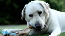FDA Warns Dog Owners to Avoid Bone Treats After 15 Dogs Die