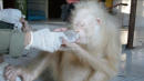 Rare Albino Orangutan Gets Rescued After She's Separated From Her Mom