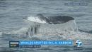 VIDEO: 3 gray whales splash around in Los Angeles Harbor shallows