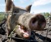 US faces ticking 'feral swine bomb' as millions of wild pigs run rampant across country