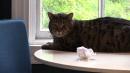 Twenty-six pound cat named Mr. B takes the internet by storm