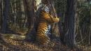Hidden camera's hugging tiger wins wildlife photo award