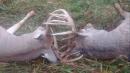 'Nature can sure throw some curveballs.' Two deer die with antlers locked in Kansas