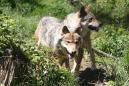 France to let wolf packs grow despite angry farmers