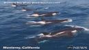 Killer whales charge toward blue whale off California coast