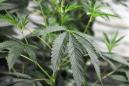 Oregon becomes 1st state to decriminalize drug possession as New Jersey, Arizona legalize marijuana