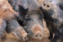 Texas to feral pigs: It's time for the 'hog apocalypse' to begin