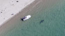 More great white sharks appear to be visiting off Cape Cod