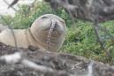 Endangered Hawaiian monk seals baffle scientists by getting eels stuck in their noses
