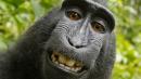No, A Monkey Can't Copyright His Selfies, Federal Appeals Court Rules