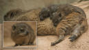 Zoo Welcomes Tiny, Furry Triplets That Are Closely Related to Elephants