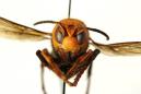 Invasive 'Murder Hornets' Have Appeared in the United States and Officials Worry They're Here to Stay