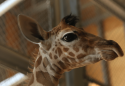 April The Giraffe Getting Ready To Welcome Calf