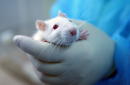 The World's First Human Case of Rat Hepatitis E Was Detected in Hong Kong