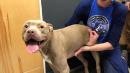 Pit bull hit by car on Long Island may have saved child