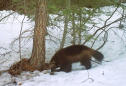 US officials: Climate change not a threat to rare wolverine