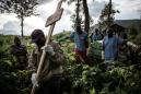 DR Congo Ebola death toll 2,231 to date -- monitoring agency