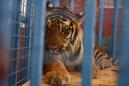 Animals evacuated to Turkey from 'neglected' Syria zoo