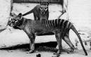 Demise of Tasmanian Tiger may be greatly exaggerated after reported sightings of extinct marsupial