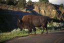 Colorado Teen is Hospitalized After Bison Attack at Theodore Roosevelt National Park
