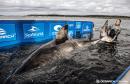 17-foot white shark caught off Nova Scotia declared a 3,541-pound 'Queen of the Ocean'