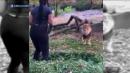 Video shows woman appearing to taunt lion after climbing into zoo exhibit