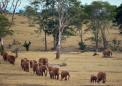 Elephants hide by day, forage at night to evade poachers