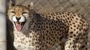 With Fewer Than 50 Left On Earth, Asiatic Cheetahs Are Fast Sprinting Toward Extinction