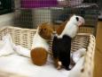 'Give me the guinea pigs!': Pet shop owner says stolen animal thrown at him after chasing thieves