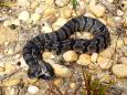 Rare two-headed rattlesnake found in US