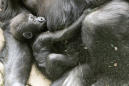 Baby gorilla badly injured in family skirmish at Seattle zoo