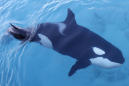 Scientists Think They May Have Found a New Kind of Killer Whale