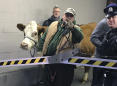 Cow Escapes Live Nativity Scene Twice and Wanders the Streets of Philadelphia