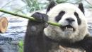 Other mammals lose out in panda conservation drive